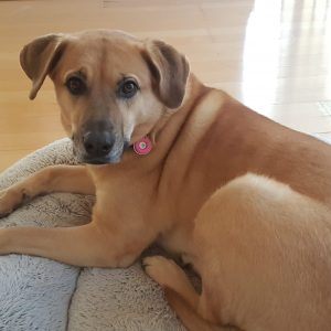 Dog Tag Love